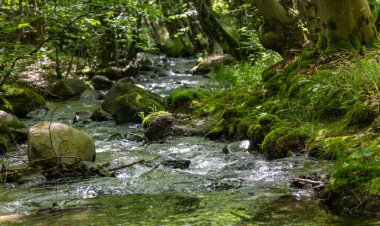 Dağlık bir bahar ormanında kaynayan bir dere.