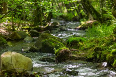 Dağlık bir bahar ormanında kaynayan bir dere.