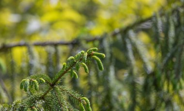 Spruce Piceoideae 'nin genç filizleri
