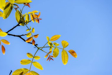 Ormanda vahşi bir cevizin taze yaprakları