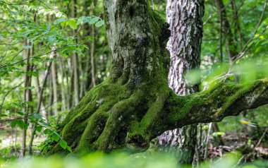 Eski bir ağacın bükülmüş gövdesi.