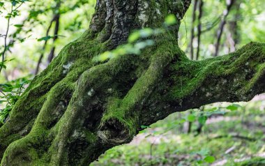 Eski bir ağacın bükülmüş gövdesi.