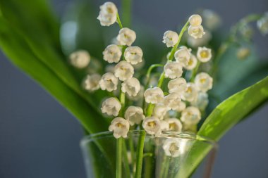 Vadideki vahşi zambak çiçeğiyle hayat