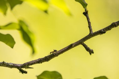 Bir dalda sürünen orman karıncaları.