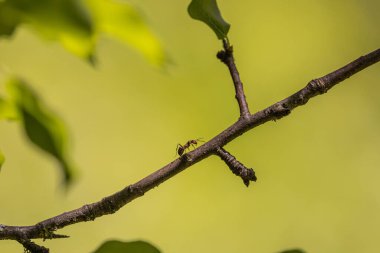 Bir dalda sürünen orman karıncaları.