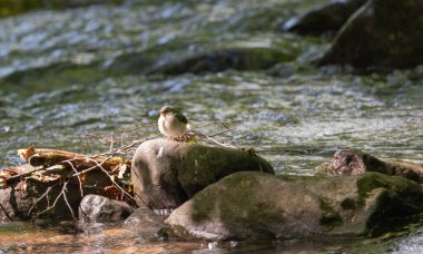 Motacilla Cinerea Dağdaki bir derede bir taşın üzerinde