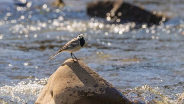 Motacilla alba Dağdaki bir derede bir taş üzerinde