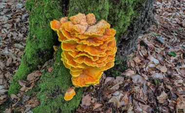 Ağaçtaki dev parazit mantar Laetiporus.