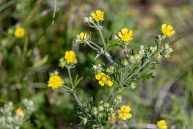 Potentilla supina bir dağ deresinin kıyısında