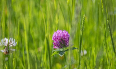 Bir dağ deresinin kıyısındaki yonca