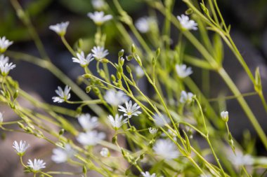 Bir bahar çayırında serastium glomeratum