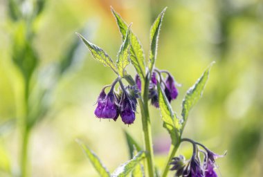 Symphytum officinale bir dağ çayırında çiçek açar.