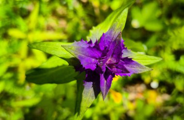 Bir dağ ormanında Melampyrum nemorosum