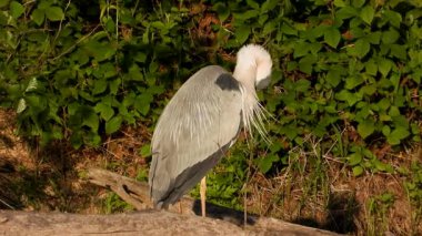 Gri Heron Ardea Göl kıyısında sinemada