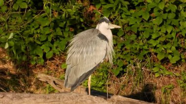 Gri Heron Ardea Göl kıyısında sinemada