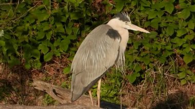 Gri Heron Ardea Göl kıyısında sinemada
