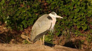 Gri Heron Ardea Göl kıyısında sinemada