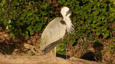 Gri Heron Ardea Göl kıyısında sinemada