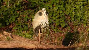 Gri Heron Ardea Göl kıyısında sinemada