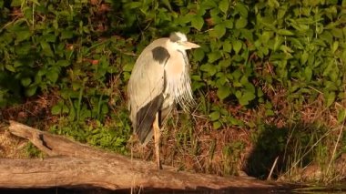 Gri Heron Ardea Göl kıyısında sinemada