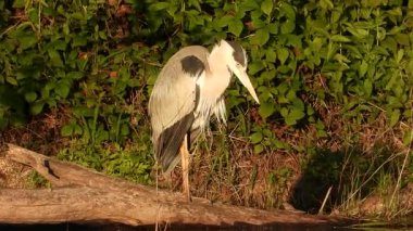 Gri Heron Ardea Göl kıyısında sinemada