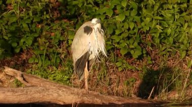 Gri Heron Ardea Göl kıyısında sinemada