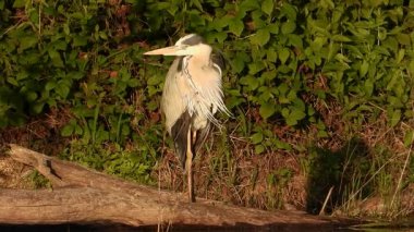 Gri Heron Ardea Göl kıyısında sinemada
