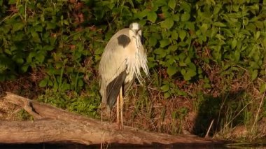Gri Heron Ardea Göl kıyısında sinemada