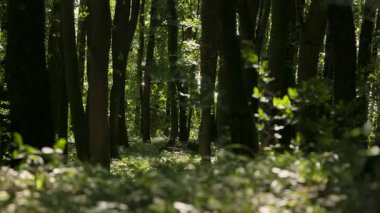 Meşe ormanı boyunca parıldayan su manzarası
