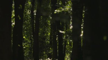Meşe ormanı boyunca parıldayan su manzarası