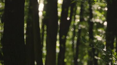 Meşe ormanı boyunca parıldayan su manzarası