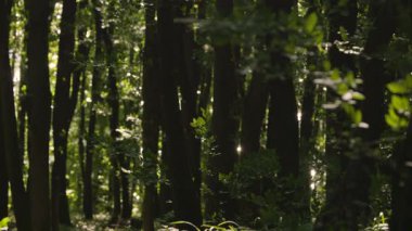 Meşe ormanı boyunca parıldayan su manzarası