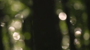 Meşe ormanı boyunca parıldayan su manzarası