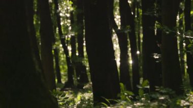 Meşe ormanı boyunca parıldayan su manzarası