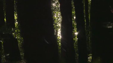 Meşe ormanı boyunca parıldayan su manzarası