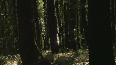 Meşe ormanı boyunca parıldayan su manzarası