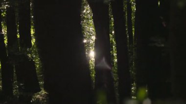 Meşe ormanı boyunca parıldayan su manzarası