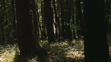 Meşe ormanı boyunca parıldayan su manzarası