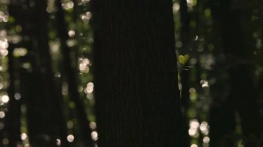 Meşe ormanı boyunca parıldayan su manzarası