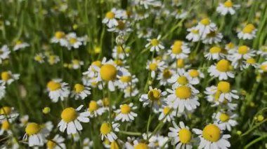 Birçok çiçek tarlada Matricaria chamomilla