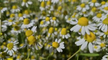 Birçok çiçek tarlada Matricaria chamomilla