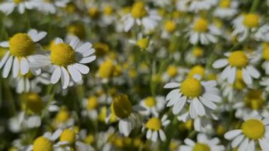 Birçok çiçek tarlada Matricaria chamomilla