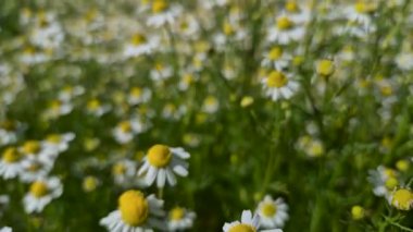 Birçok çiçek tarlada Matricaria chamomilla