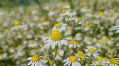 Birçok çiçek tarlada Matricaria chamomilla