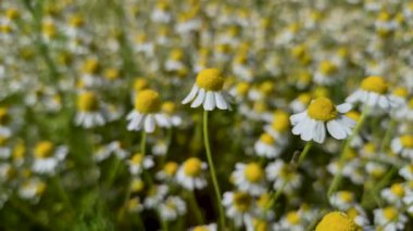 Birçok çiçek tarlada Matricaria chamomilla