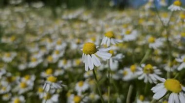 Birçok çiçek tarlada Matricaria chamomilla