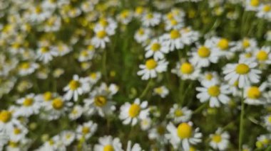 Birçok çiçek tarlada Matricaria chamomilla