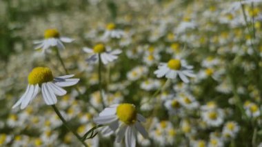 Birçok çiçek tarlada Matricaria chamomilla