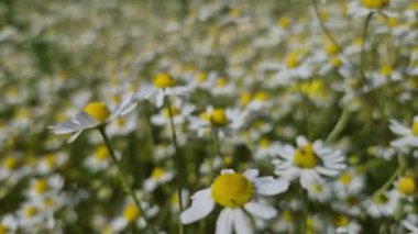 Birçok çiçek tarlada Matricaria chamomilla
