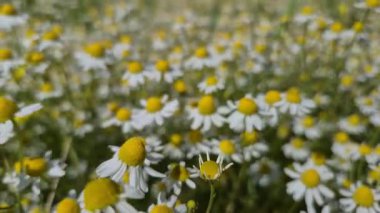 Birçok çiçek tarlada Matricaria chamomilla